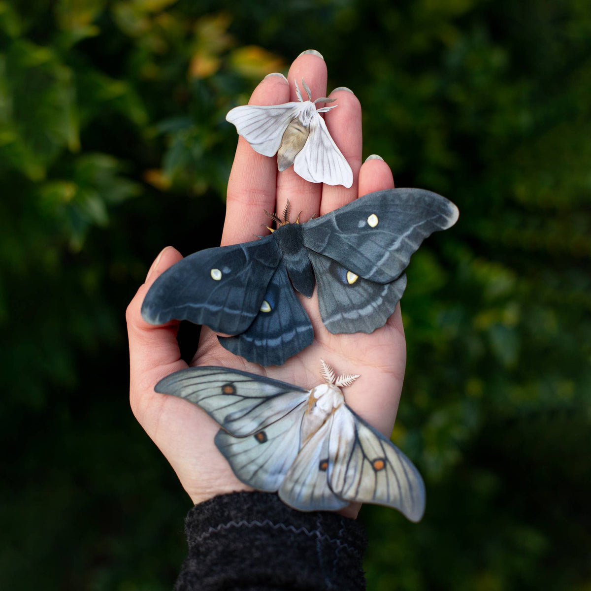 Midnight Ghost Moth Set-thumbmail-1