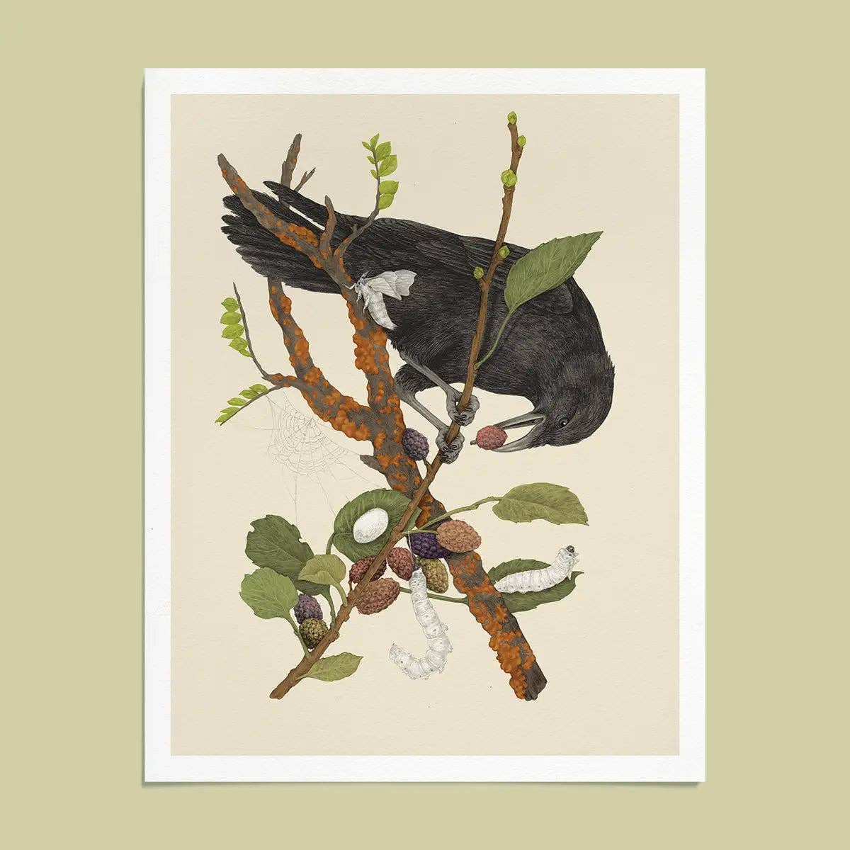 Mustard Beetle Print: Crow & Silk Moths - 8x10