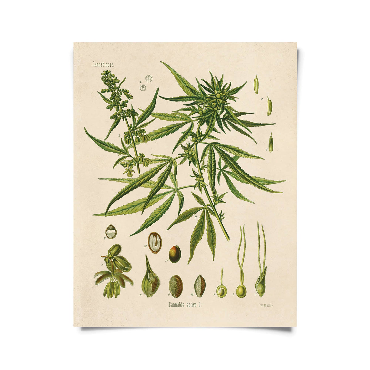 Botanical Cannabis Plant 8x10" Print-thumbmail-2