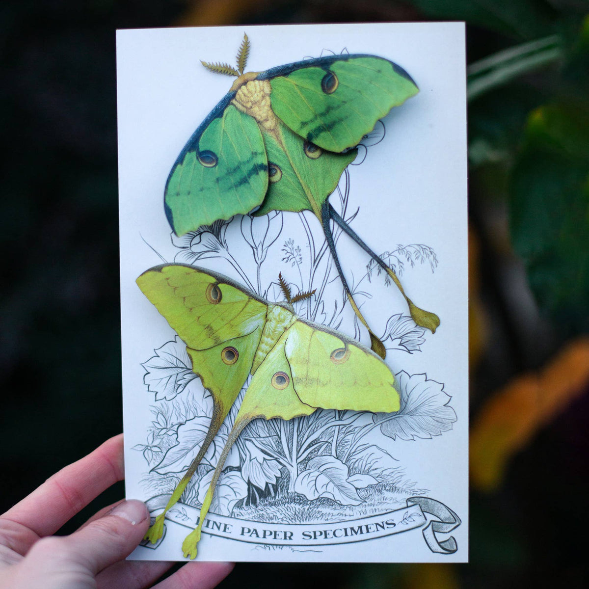 African Moon Moth Paper Specimins-thumbmail-2