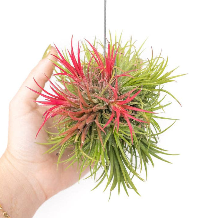 Air Plant Ionantha Fuego Cluster with Wire Hook-thumbmail-1
