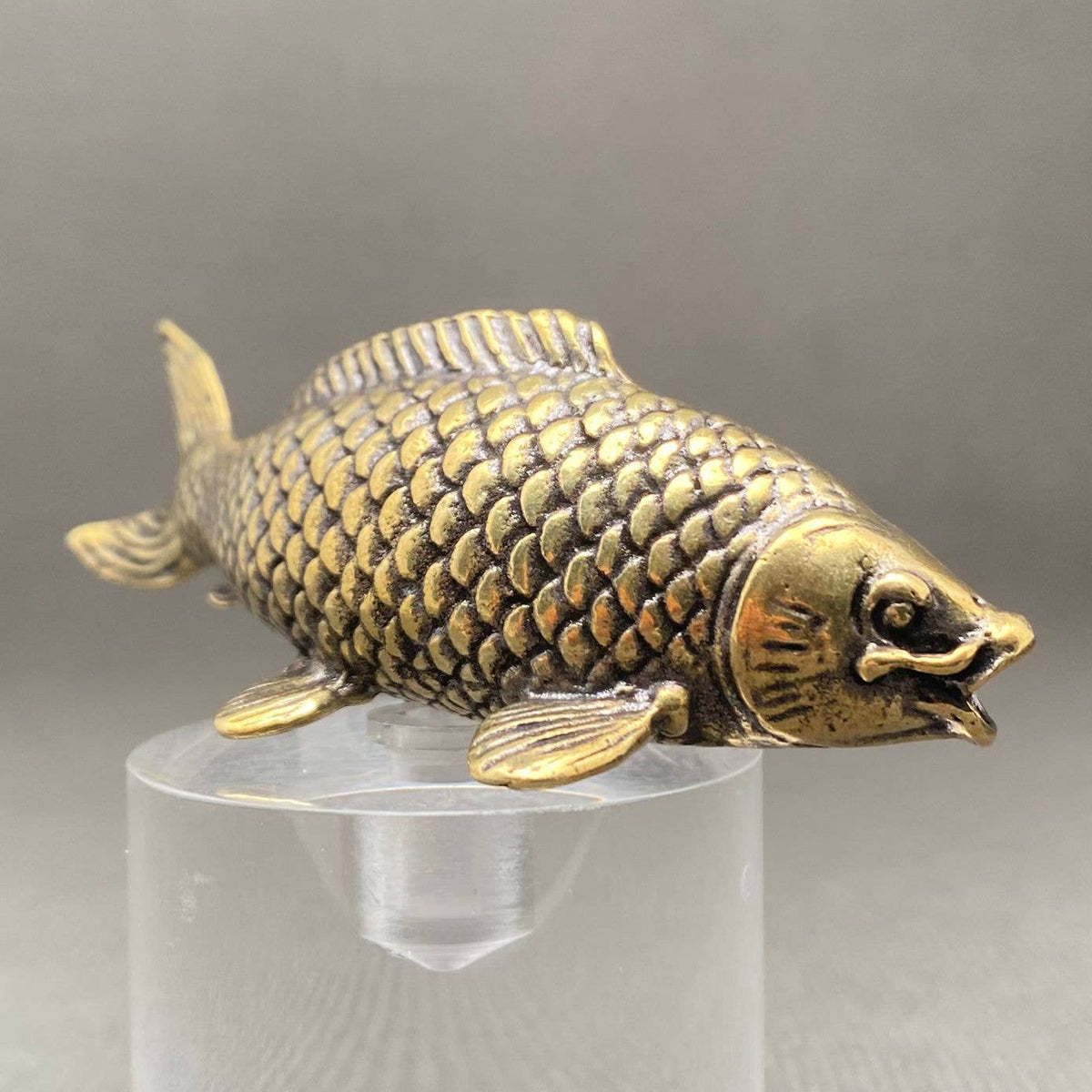Little Brass Carp