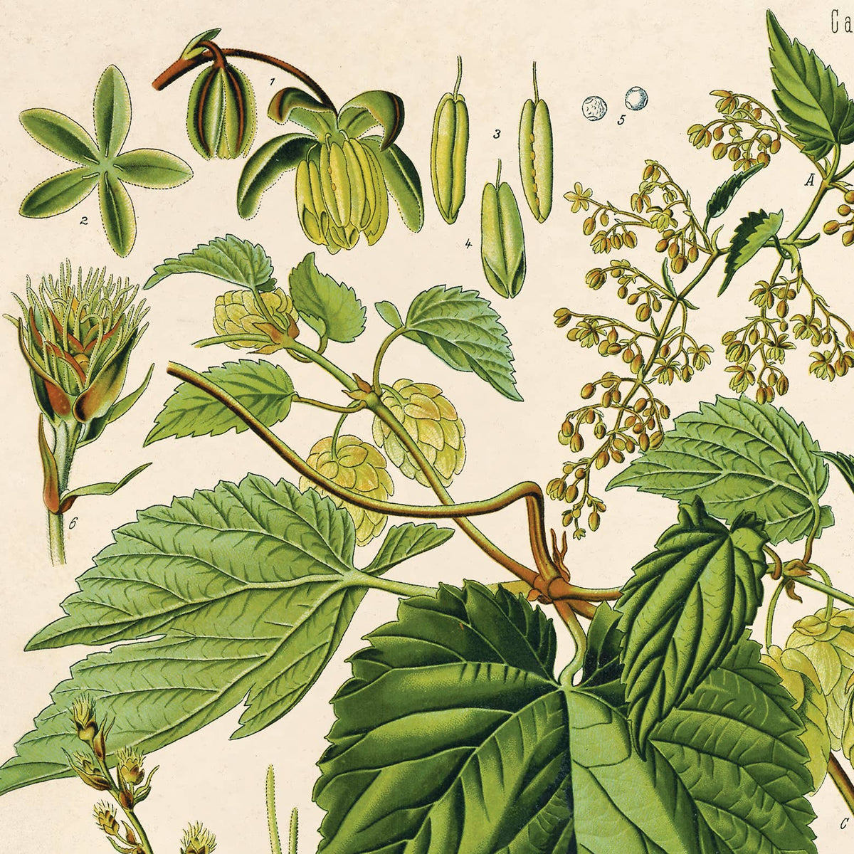 Vintage Botanical Hop Vine 8x10" Print-thumbmail-3