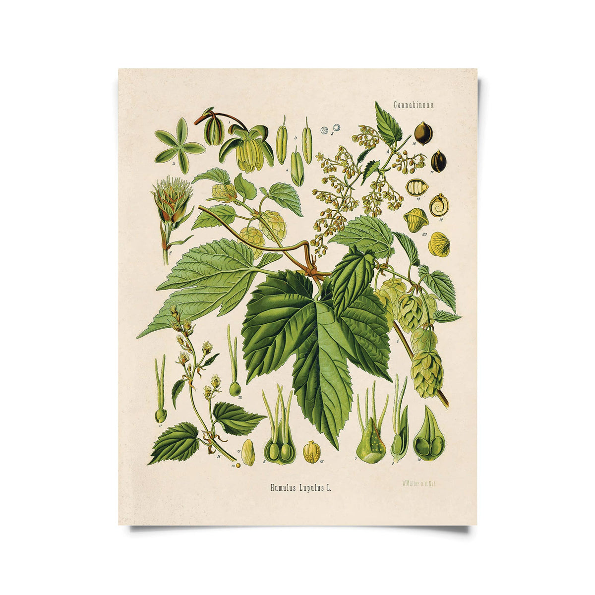 Vintage Botanical Hop Vine 8x10" Print