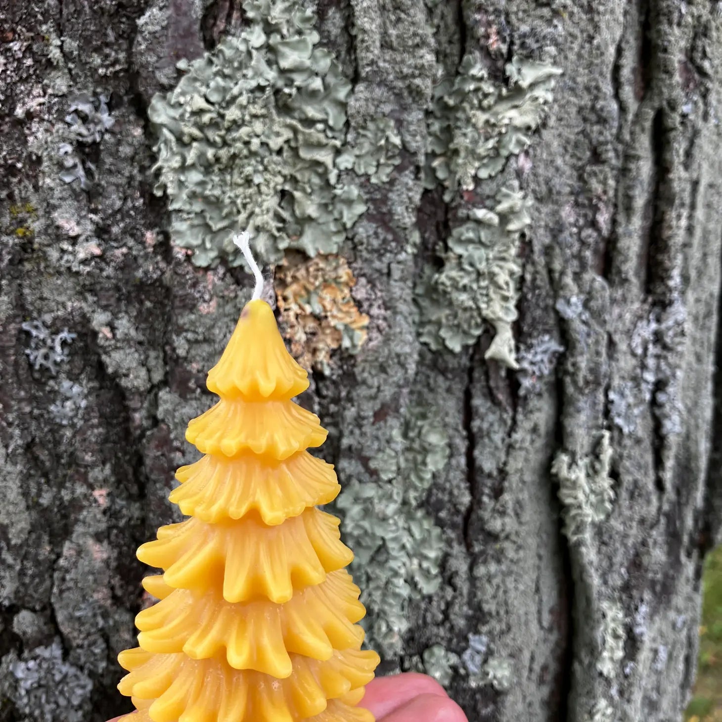 Beeswax Tree Candles
