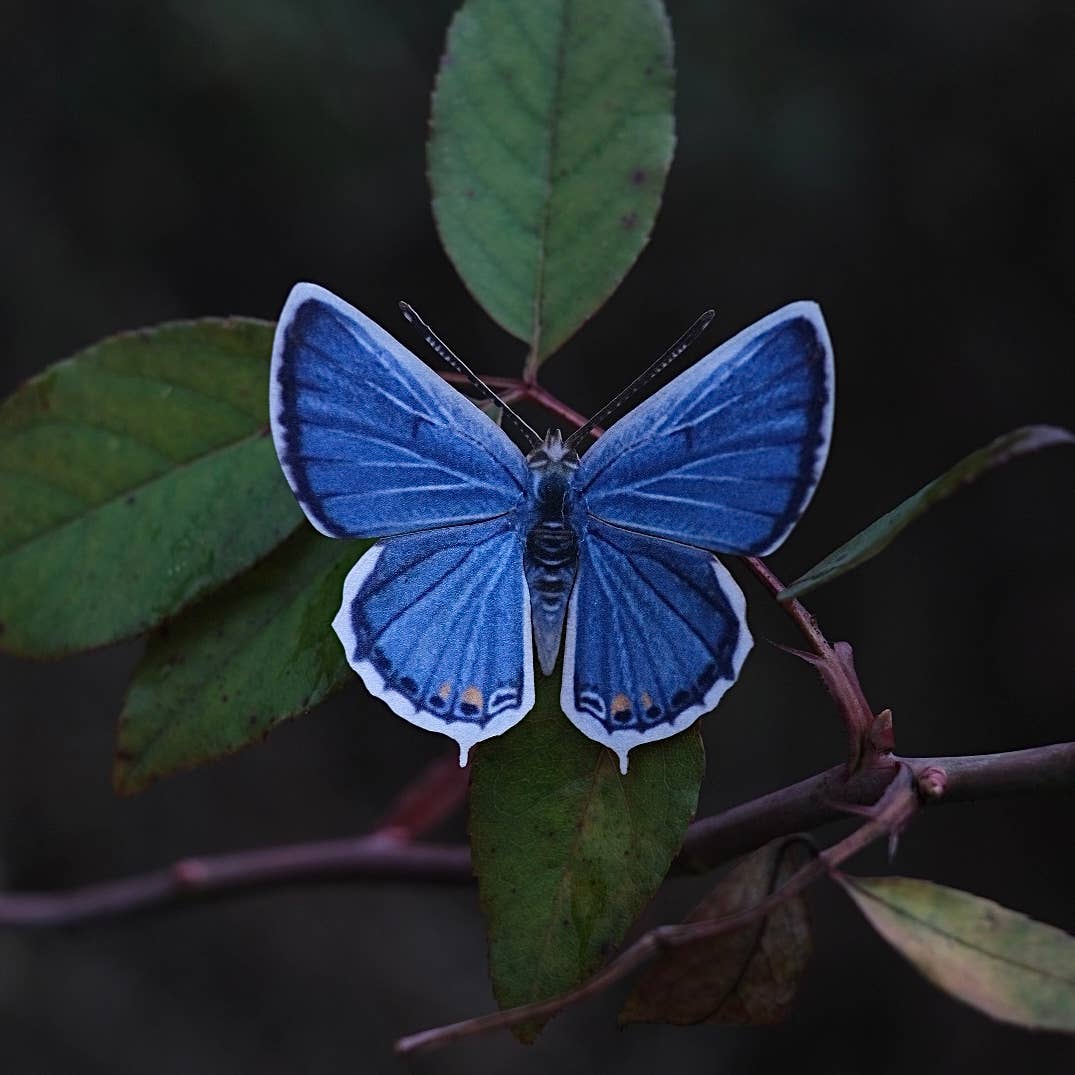 Midwest Butterflies-thumbmail-3