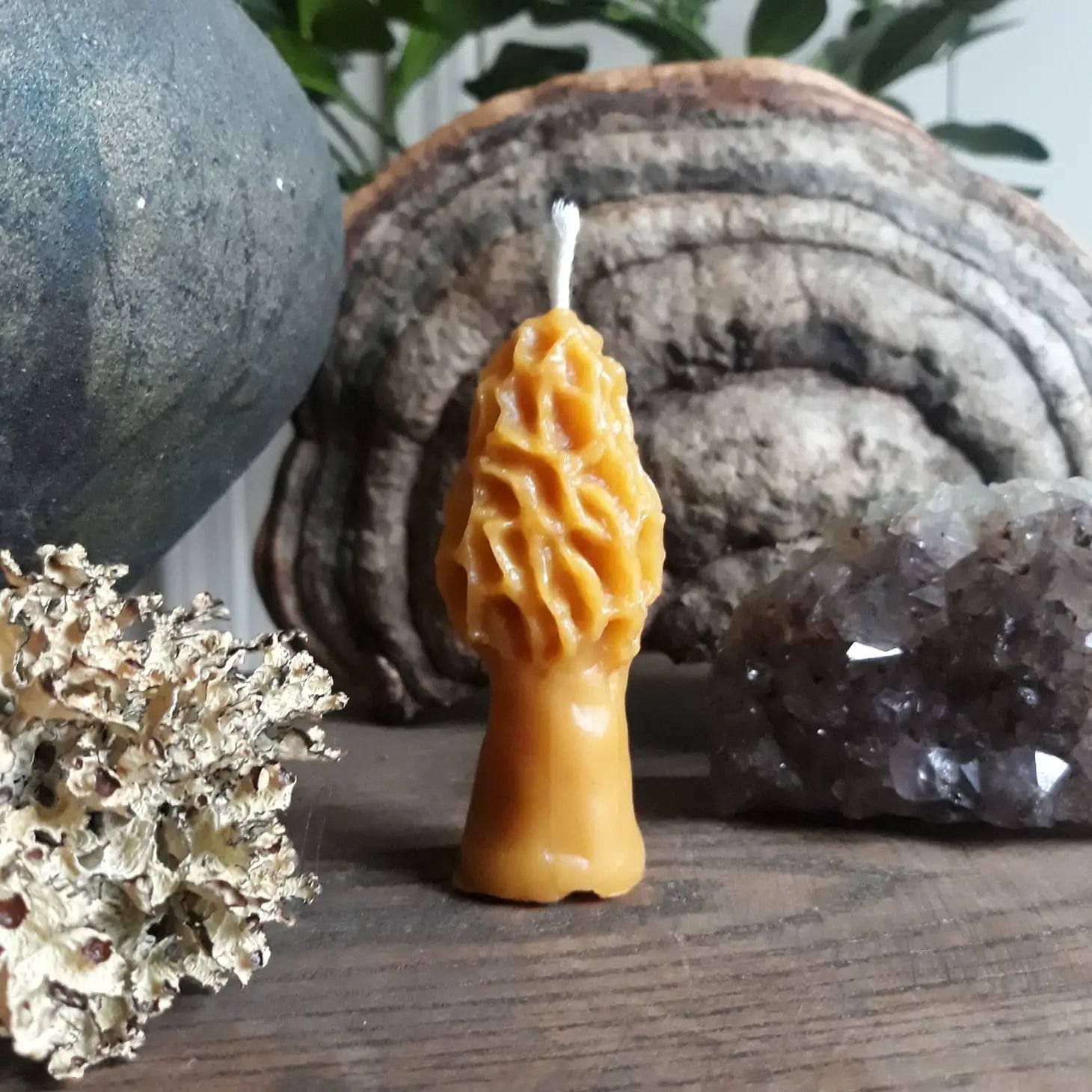 Morel Mushroom Beeswax Candles