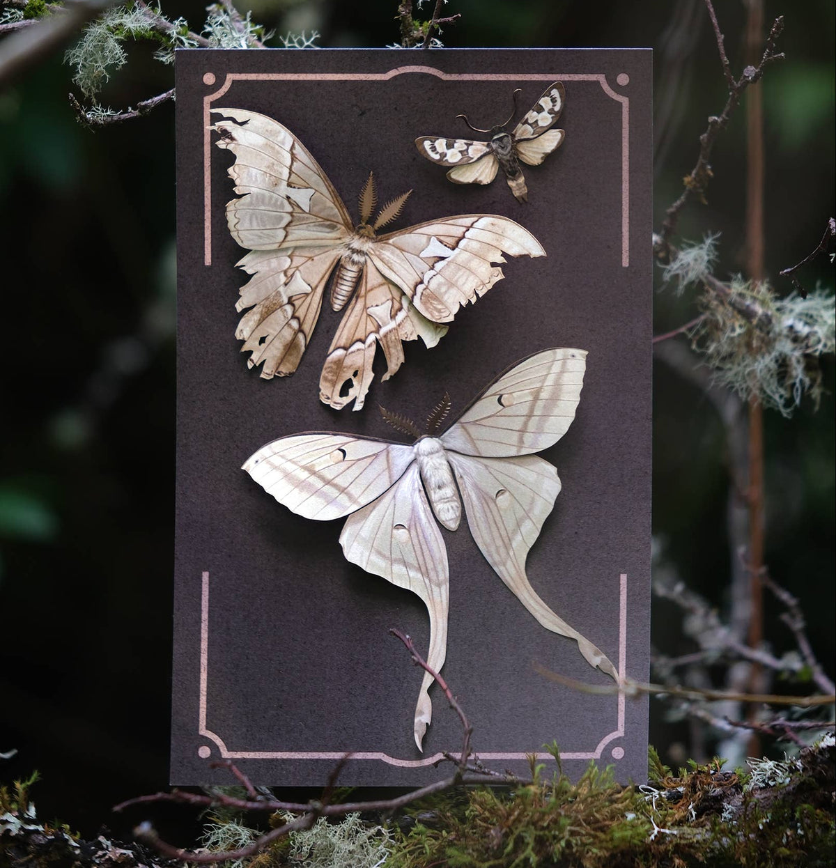 Lore Moth Set