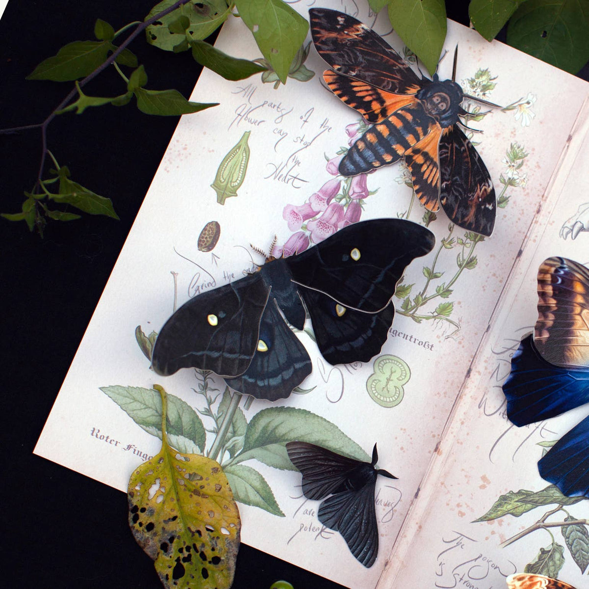 Death's Head Paper Moth Specimin Set-thumbmail-1