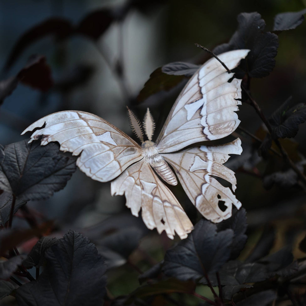 Lore Moth Set-thumbmail-3