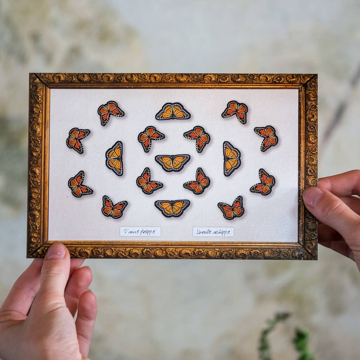 Micro Monarch Butterfly Collection-thumbmail-2