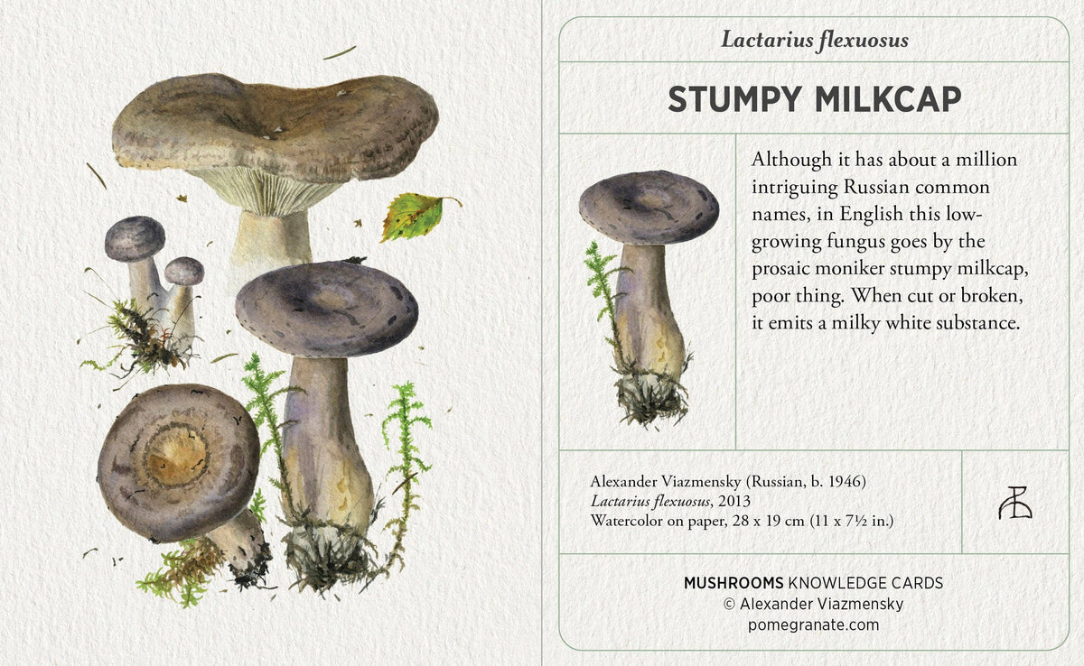 Mushroom Knowledge Cards-thumbmail-3