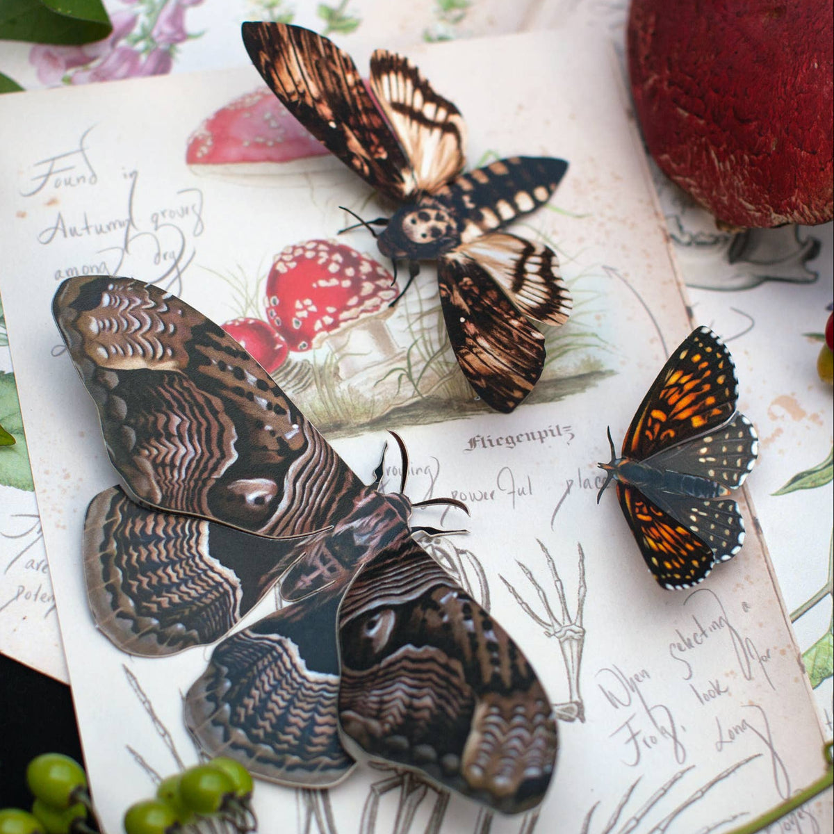 Halloween Owl Moth Paper Specimins