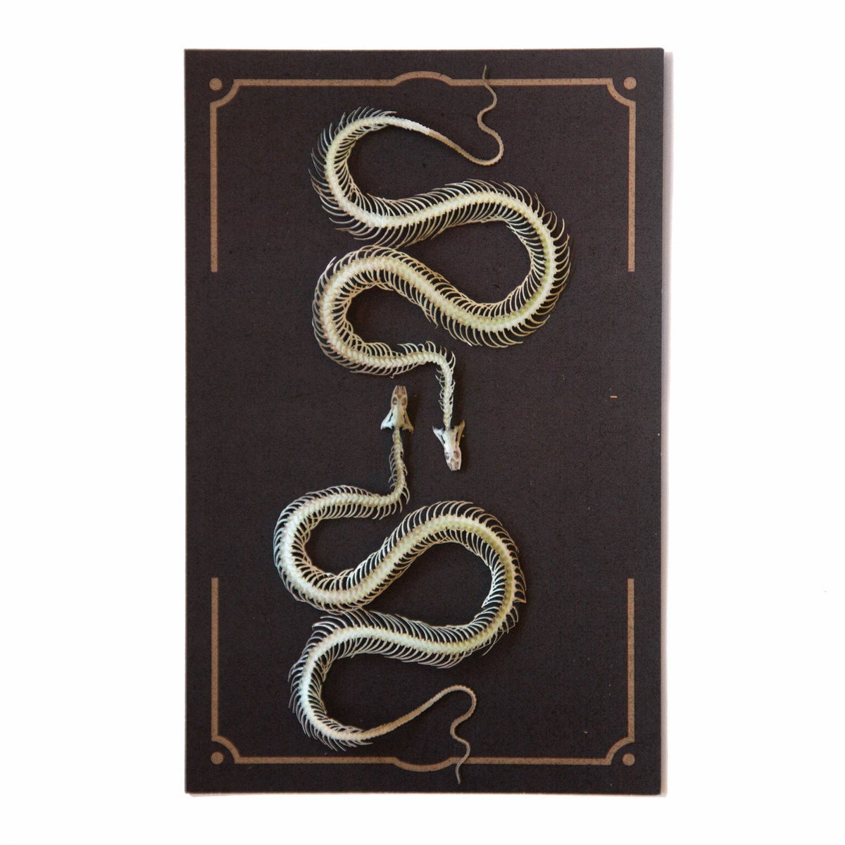 Ouroboros Mini Snakes Specimen