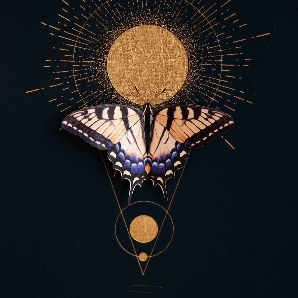 Midwest Butterflies-thumbmail-4