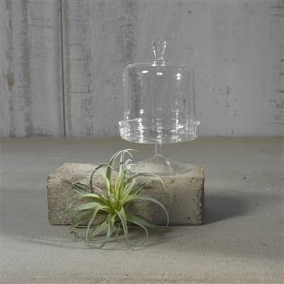 Glass Dome & Pedestal Cloche