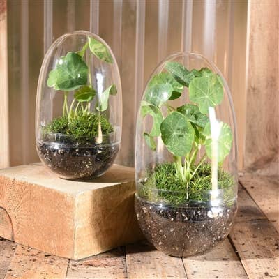 Oval Glass Terrarium