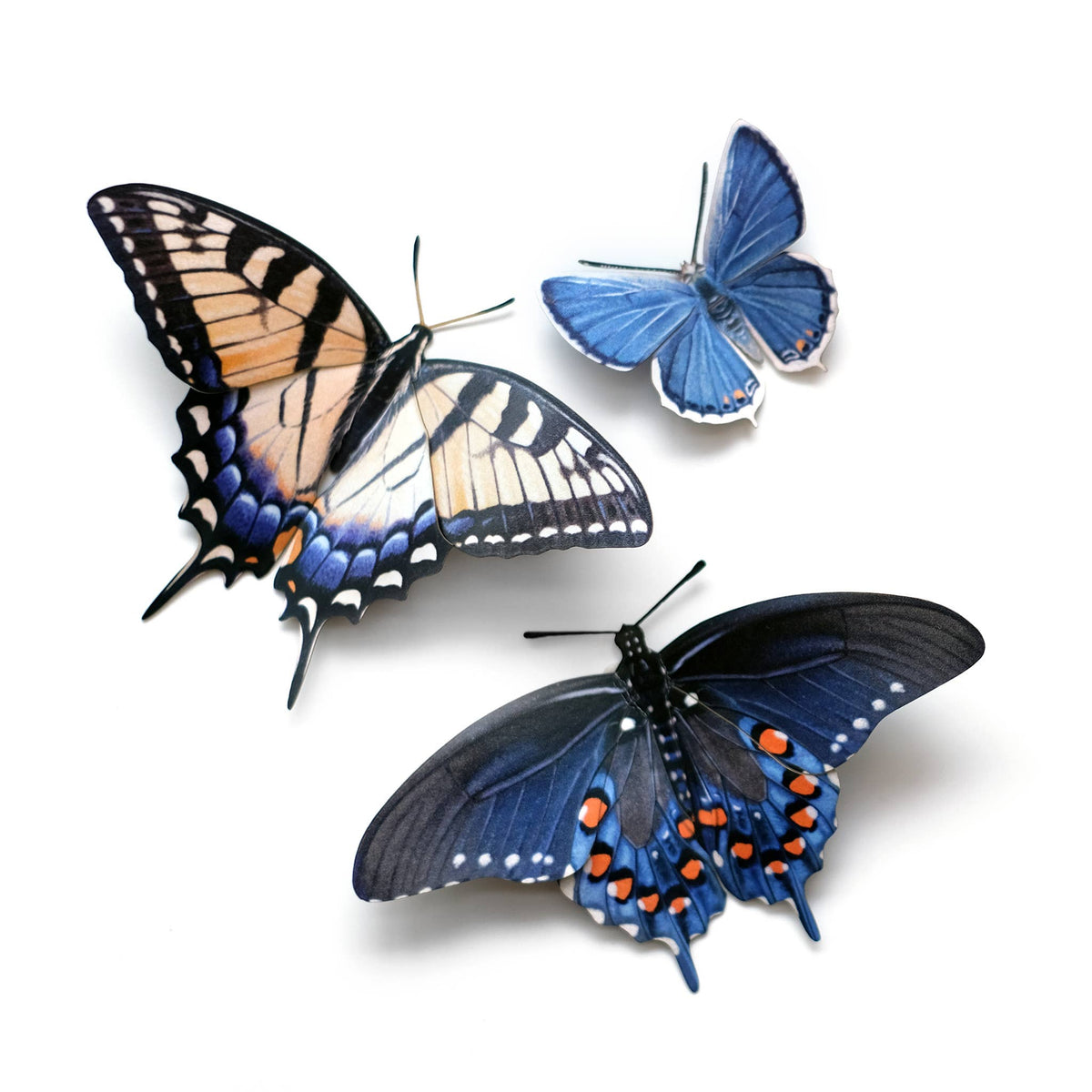 Midwest Butterflies-thumbmail-2