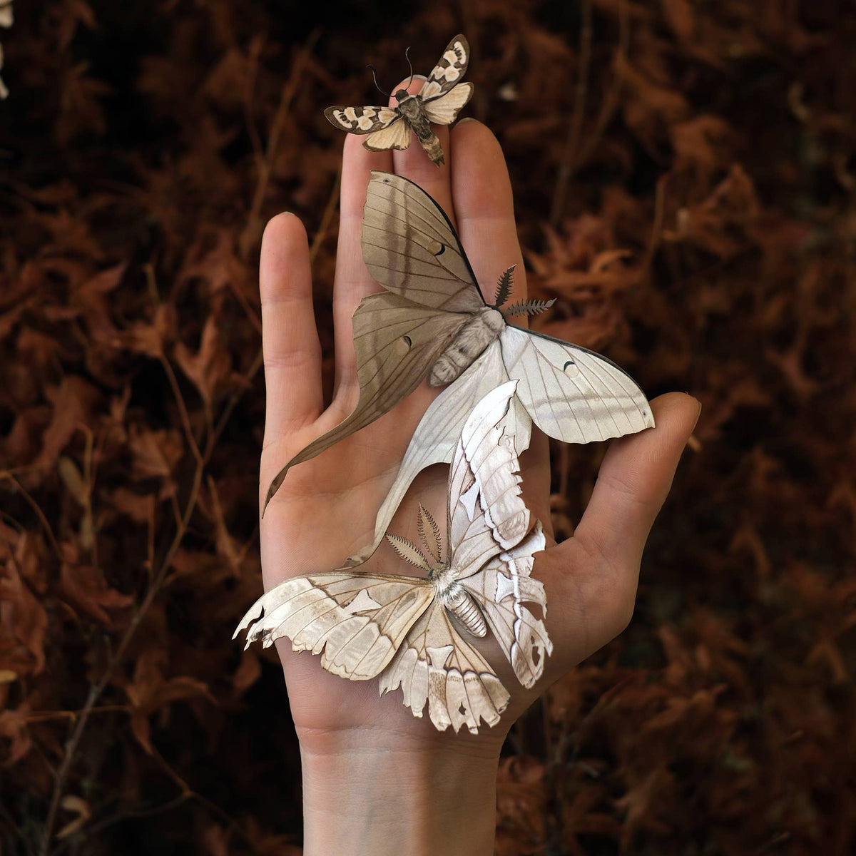 Lore Moth Set