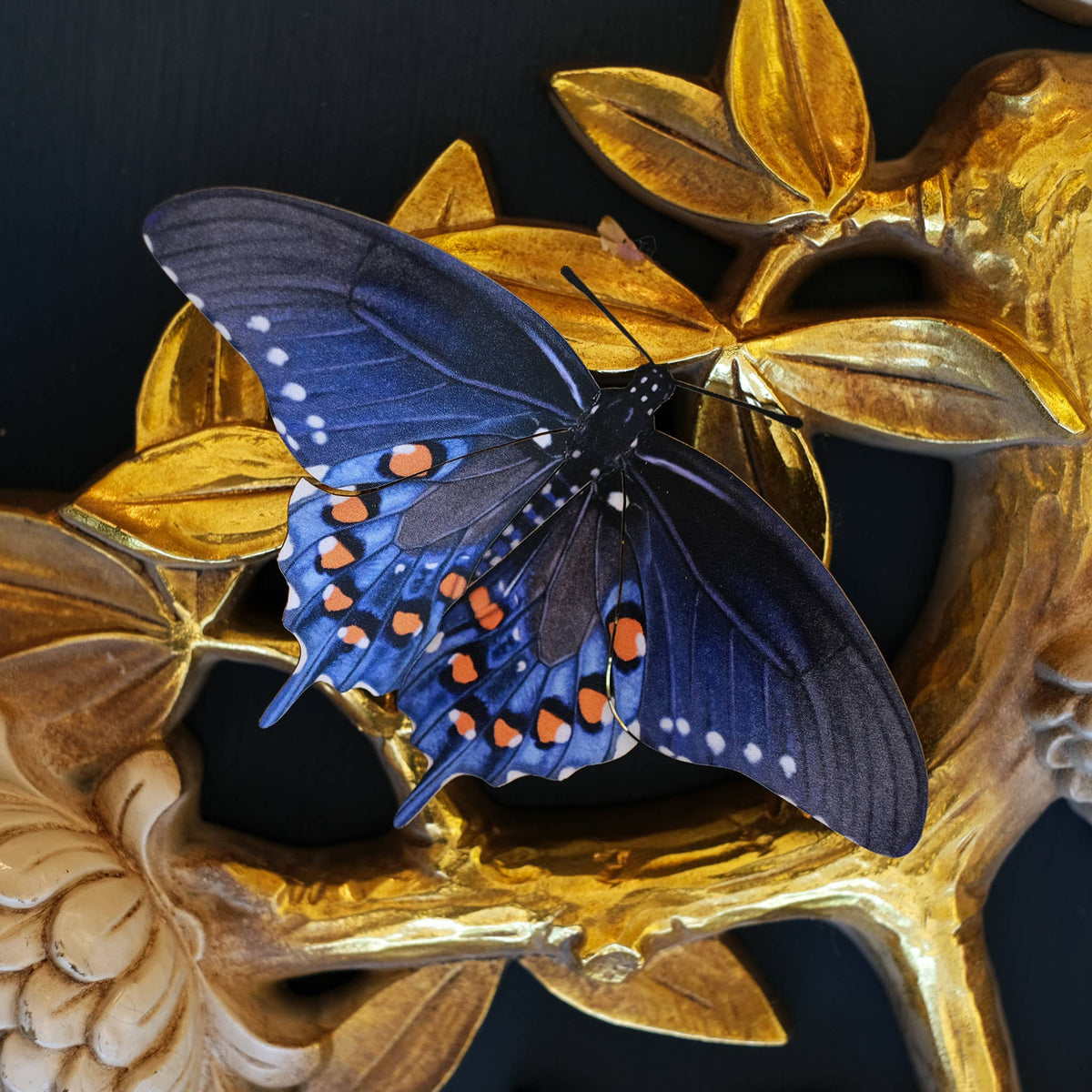 Midwest Butterflies-thumbmail-5