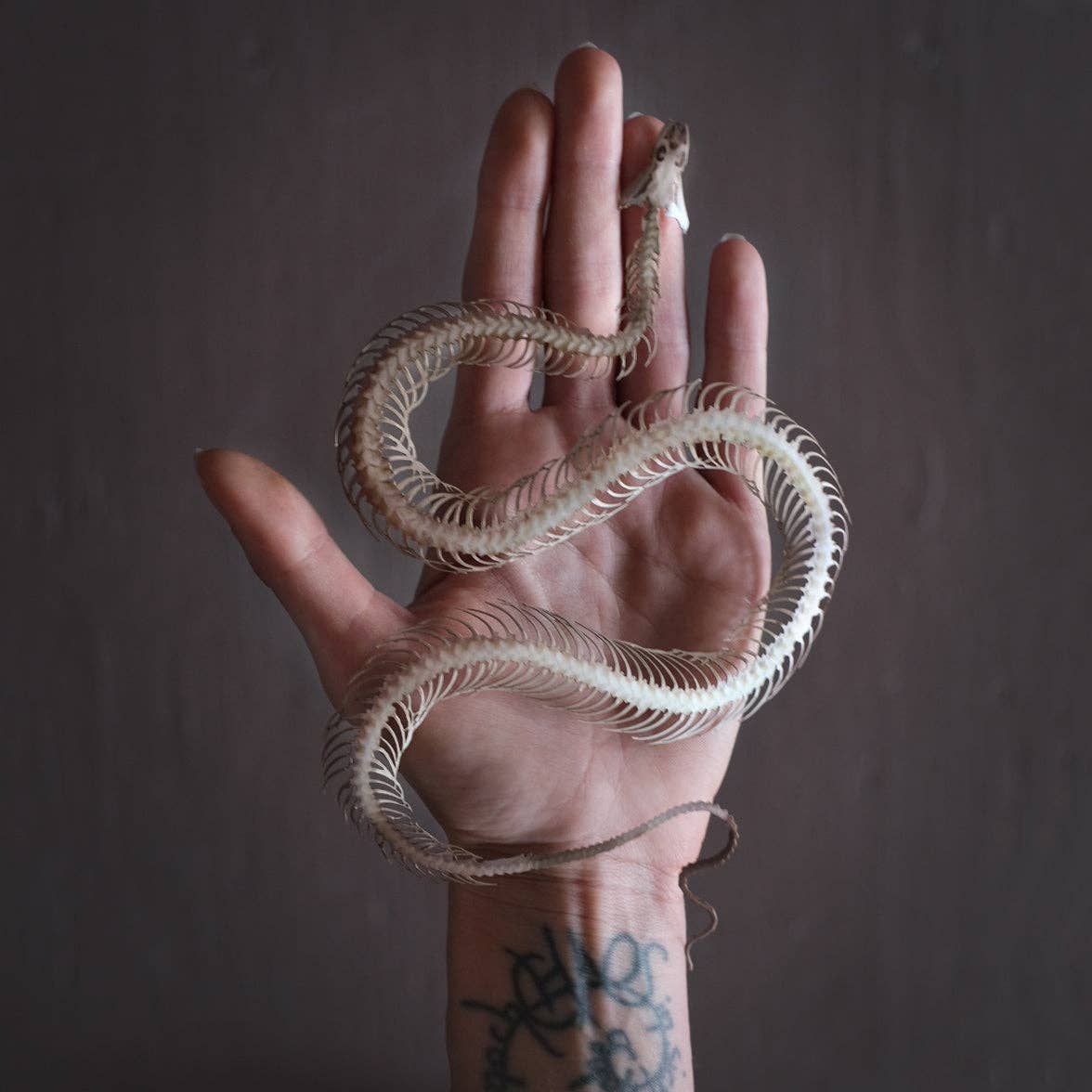 Temptress Snake Skeleton Paper Specimen-thumbmail-2