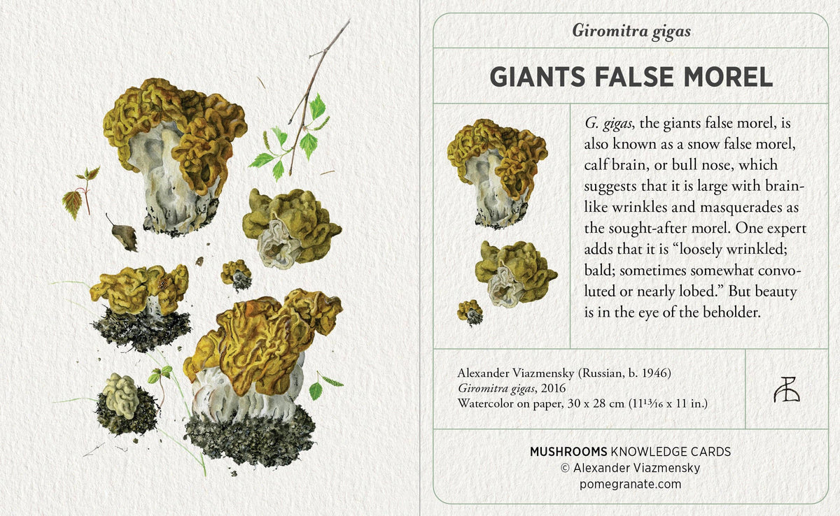Mushroom Knowledge Cards-thumbmail-4