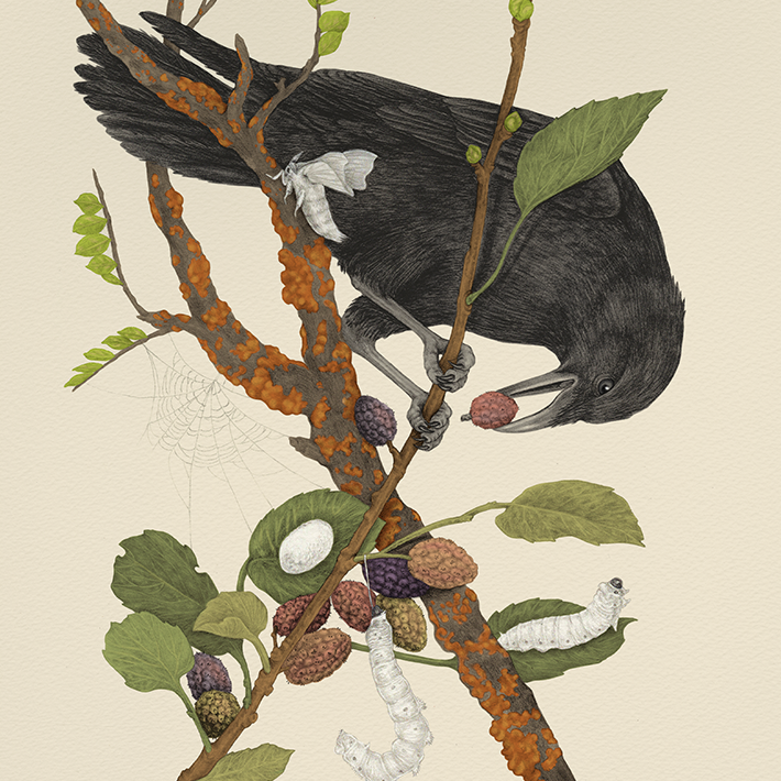 Mustard Beetle Print: Crow & Silk Moths - 8x10
