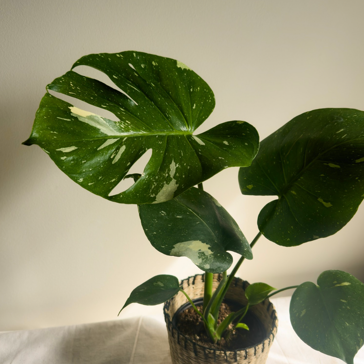 Designer's Choice Plant-thumbmail-3