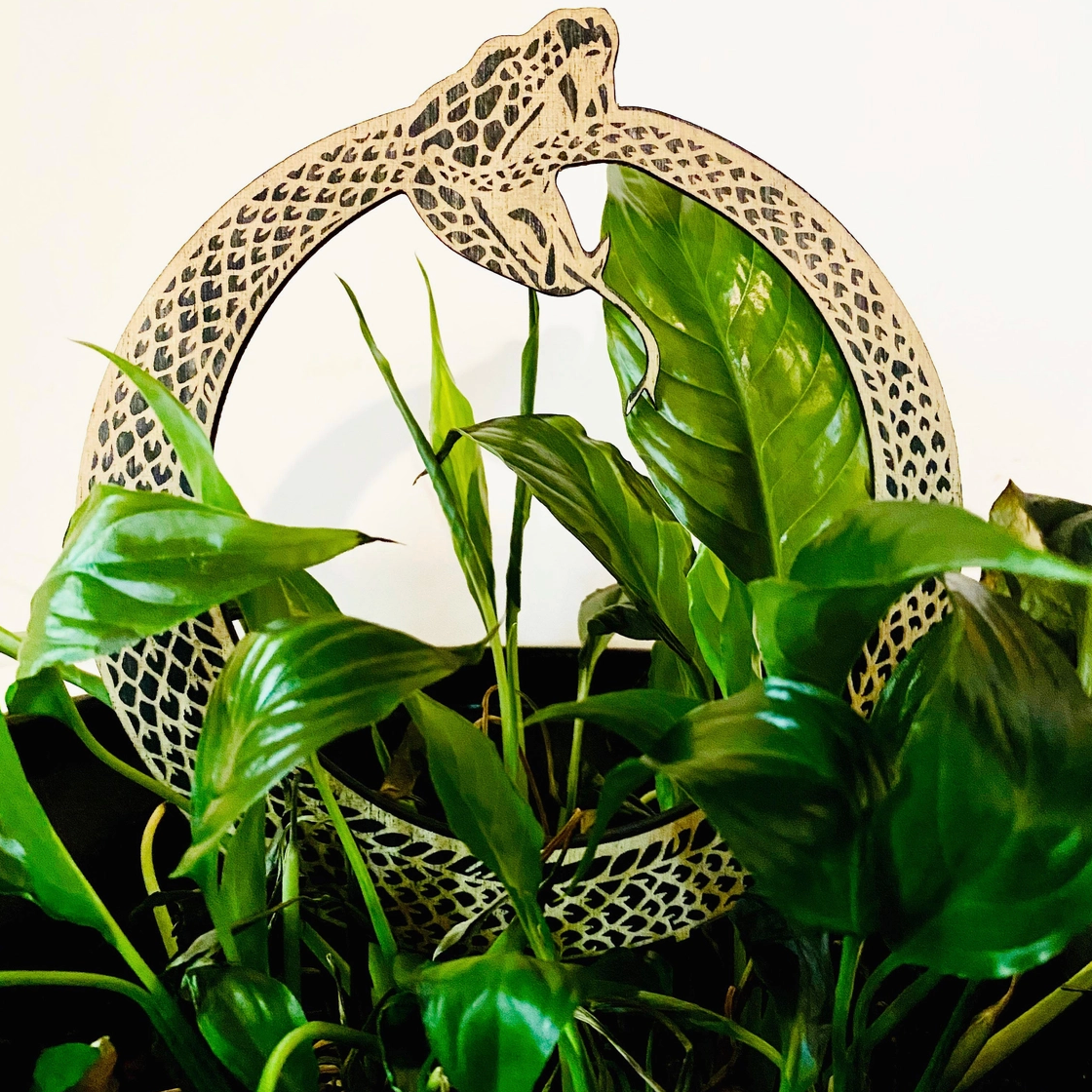 Snake Plant Support