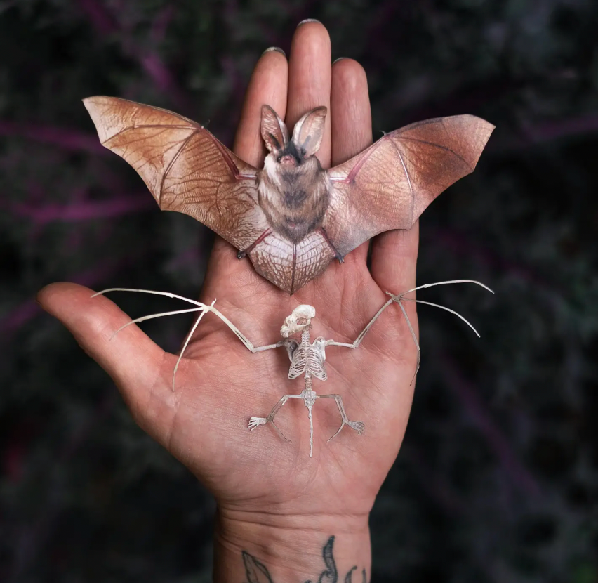 Bat and Skeleton Paper Specimin-thumbmail-1