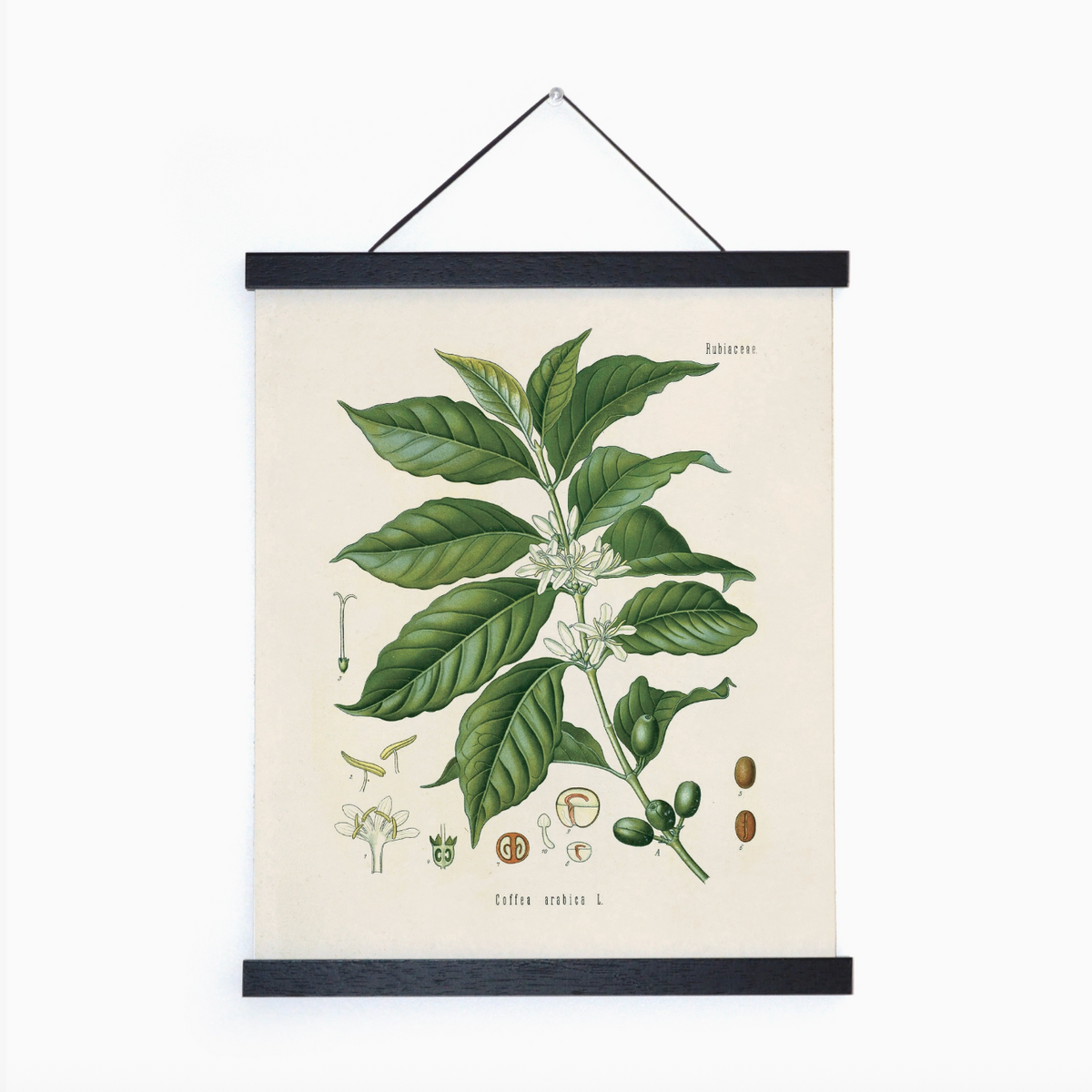 Botanical Coffee Plant 8x10" Print-thumbmail-1