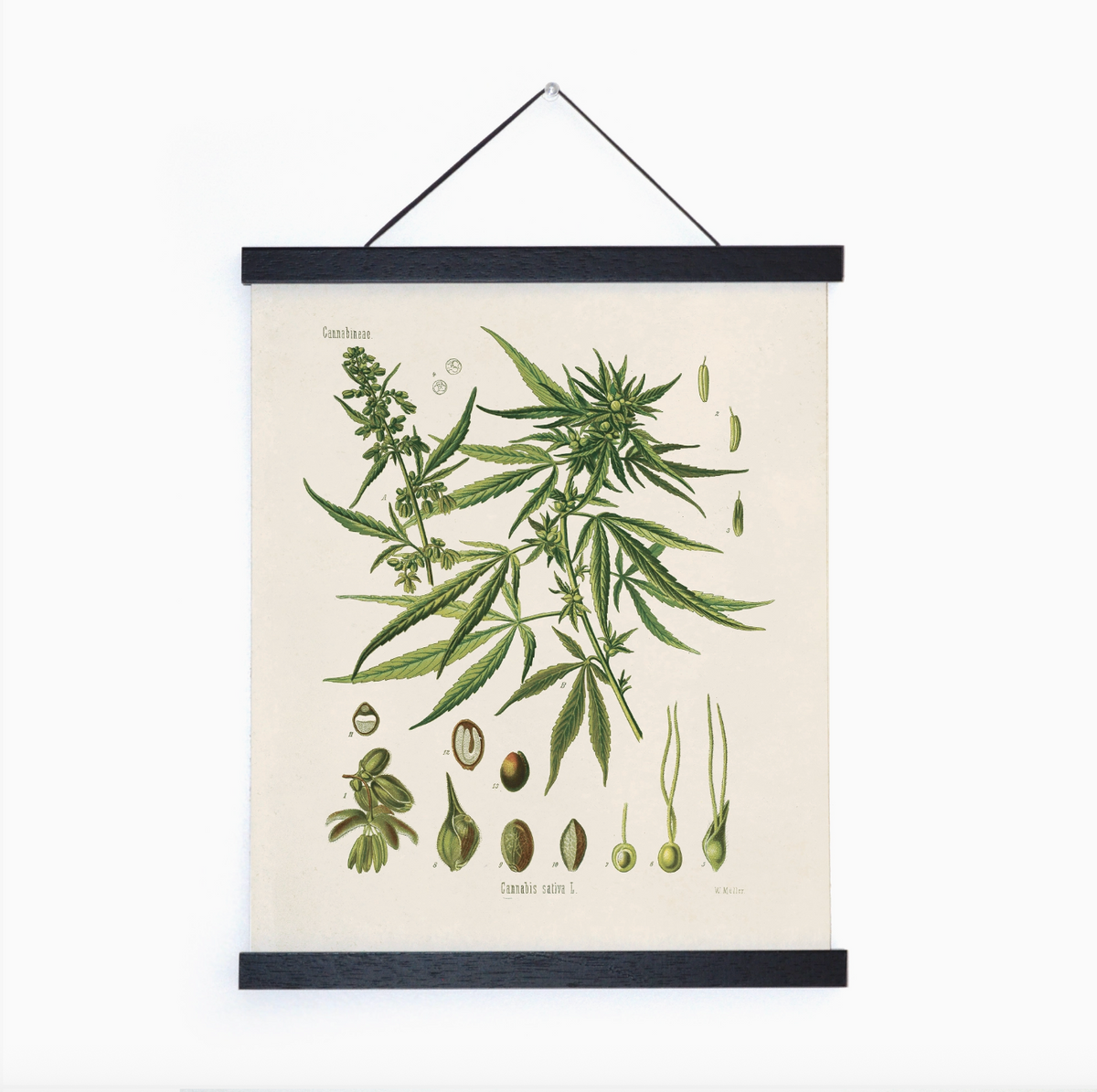 Botanical Cannabis Plant 8x10" Print-thumbmail-1