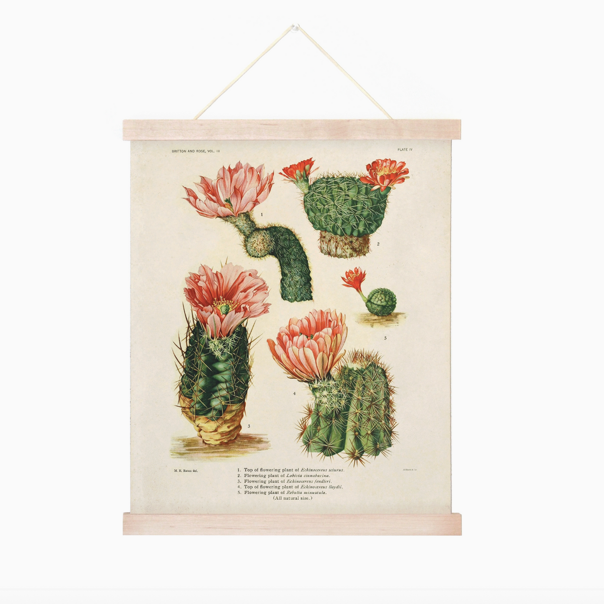 Vintage Botanical Cactus Canvas 16x20" Hanging Print-thumbmail-1