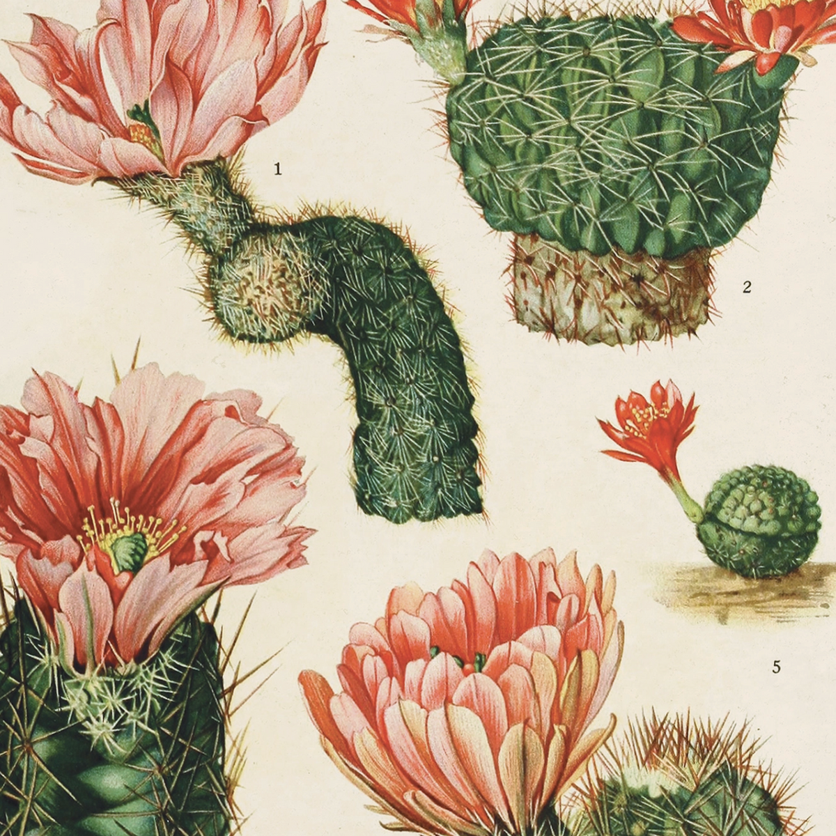 Vintage Botanical Cactus Canvas 16x20" Hanging Print-thumbmail-2
