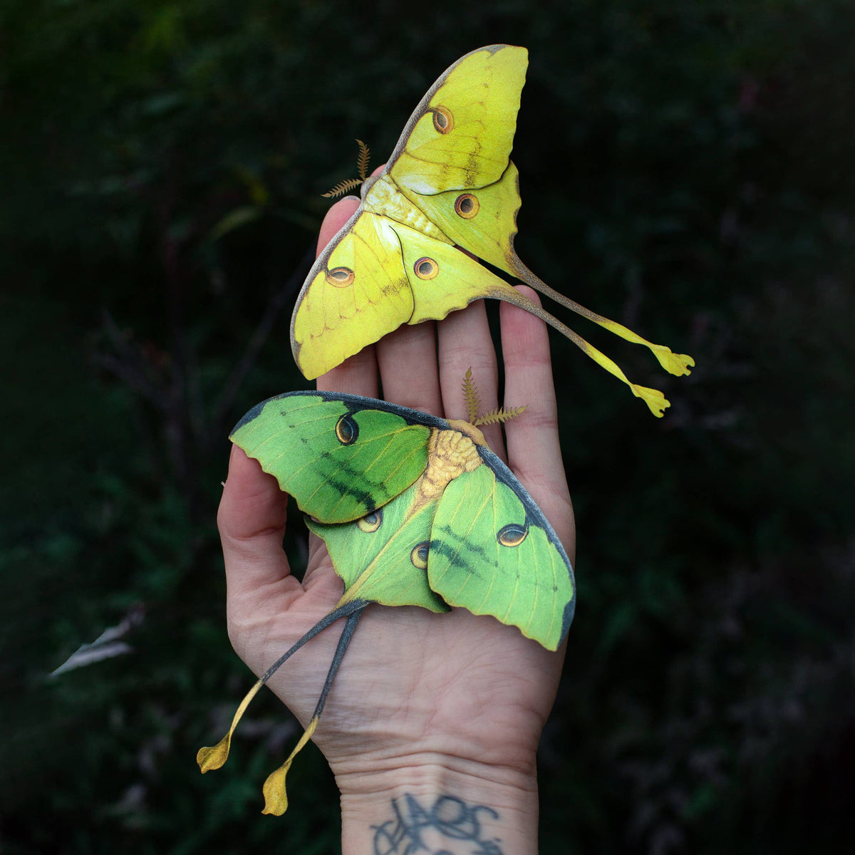 African Moon Moth Paper Specimins-thumbmail-1