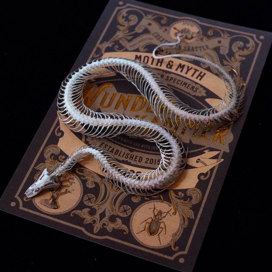 Temptress Snake Skeleton Paper Specimen-thumbmail-1