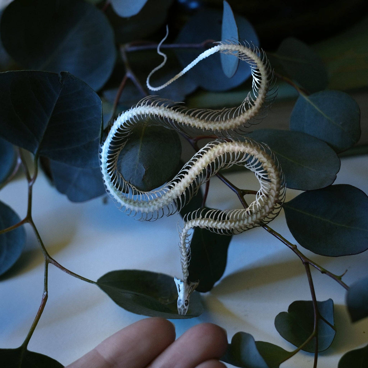 Ouroboros Mini Snakes Specimen