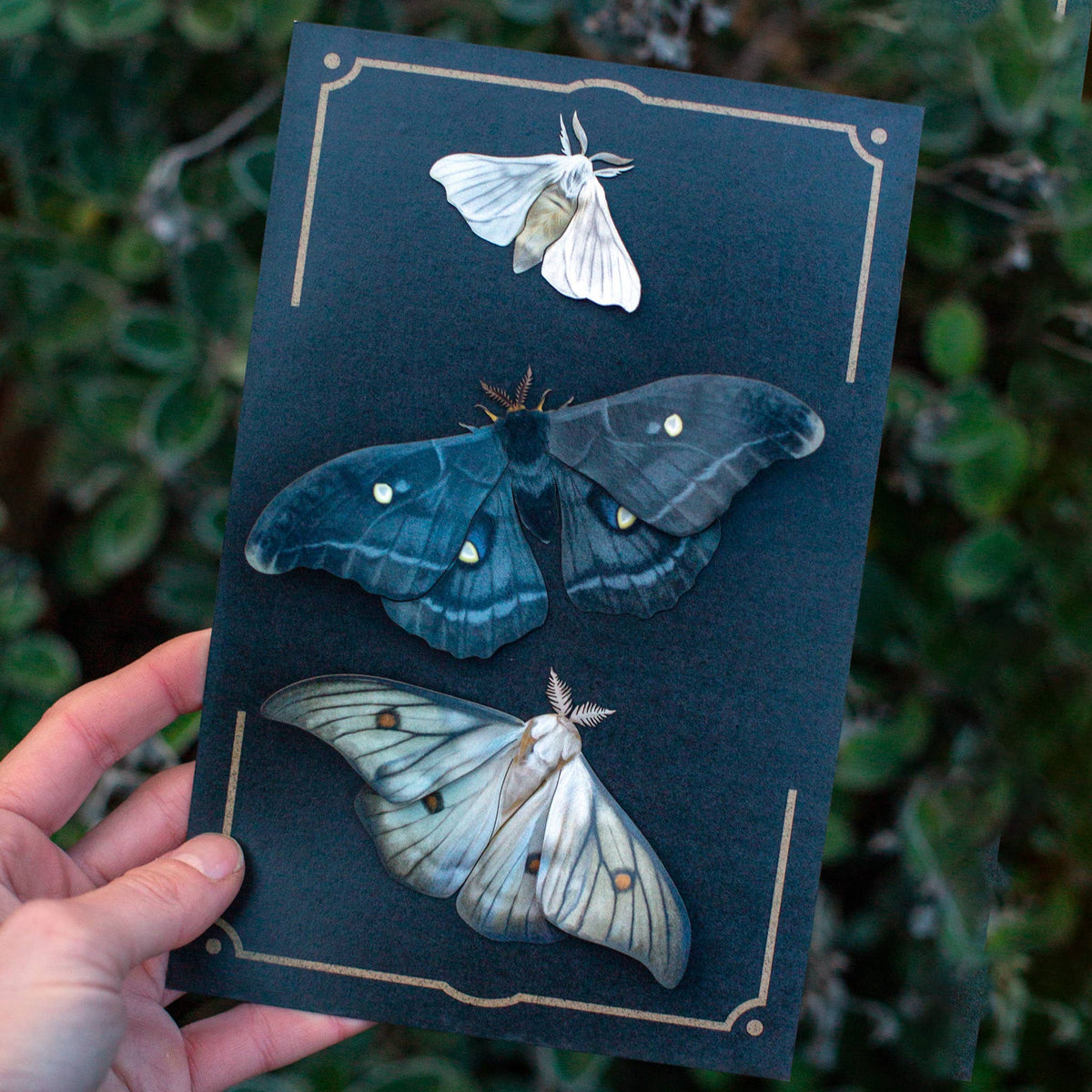 Midnight Ghost Moth Set-thumbmail-2