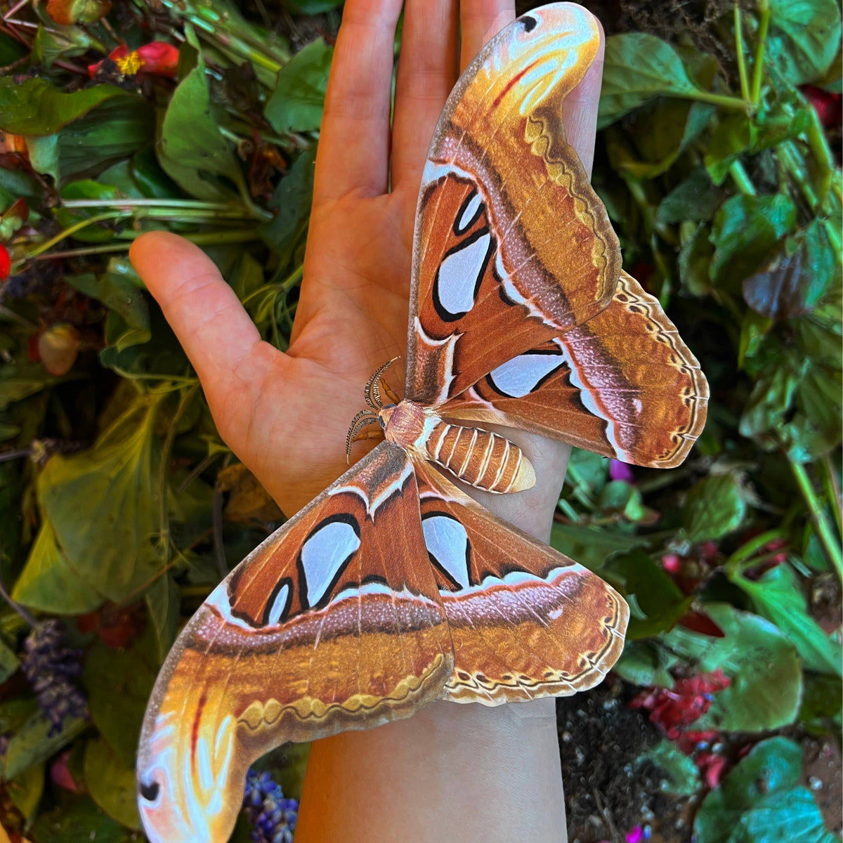 Atlas Moth Specimen Paper Replica-thumbmail-1