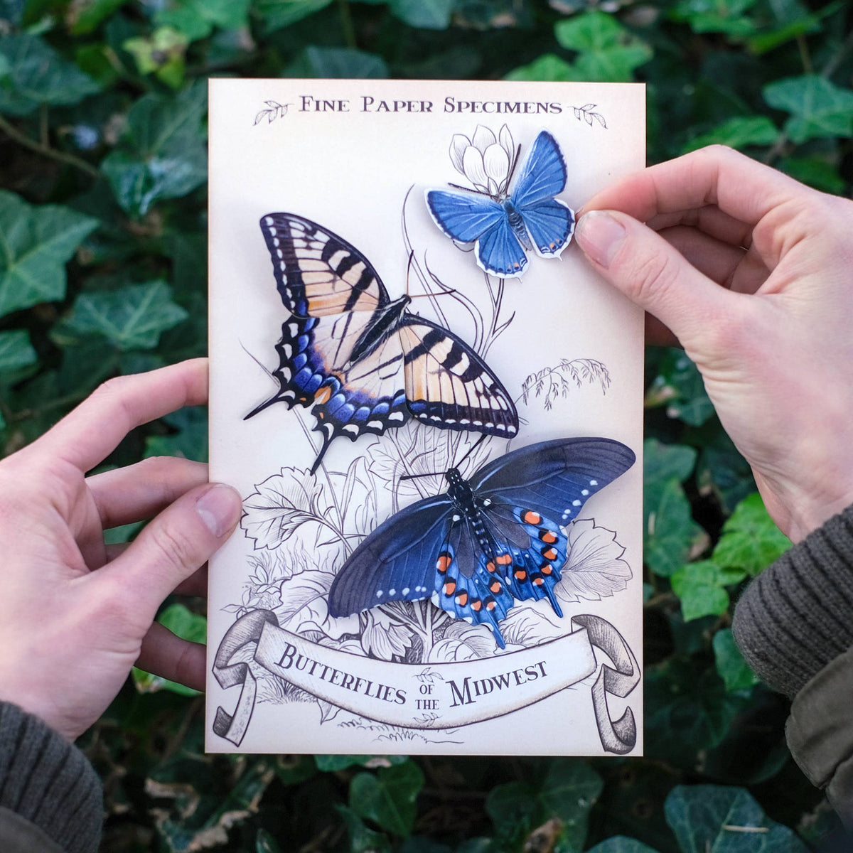 Midwest Butterflies-thumbmail-1