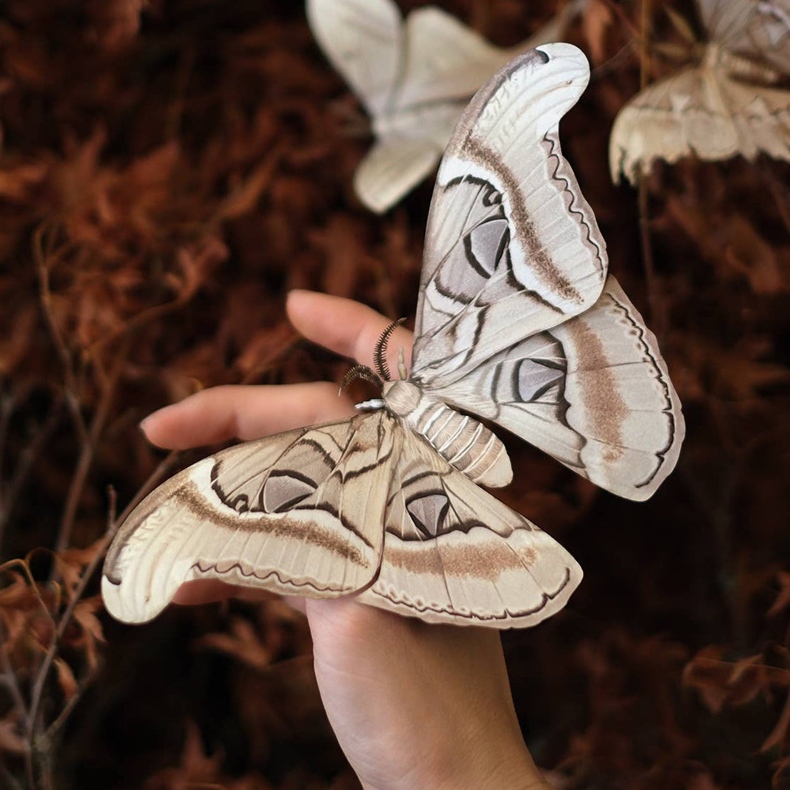 Ghost Atlas Moth Paper Specimin-thumbmail-1