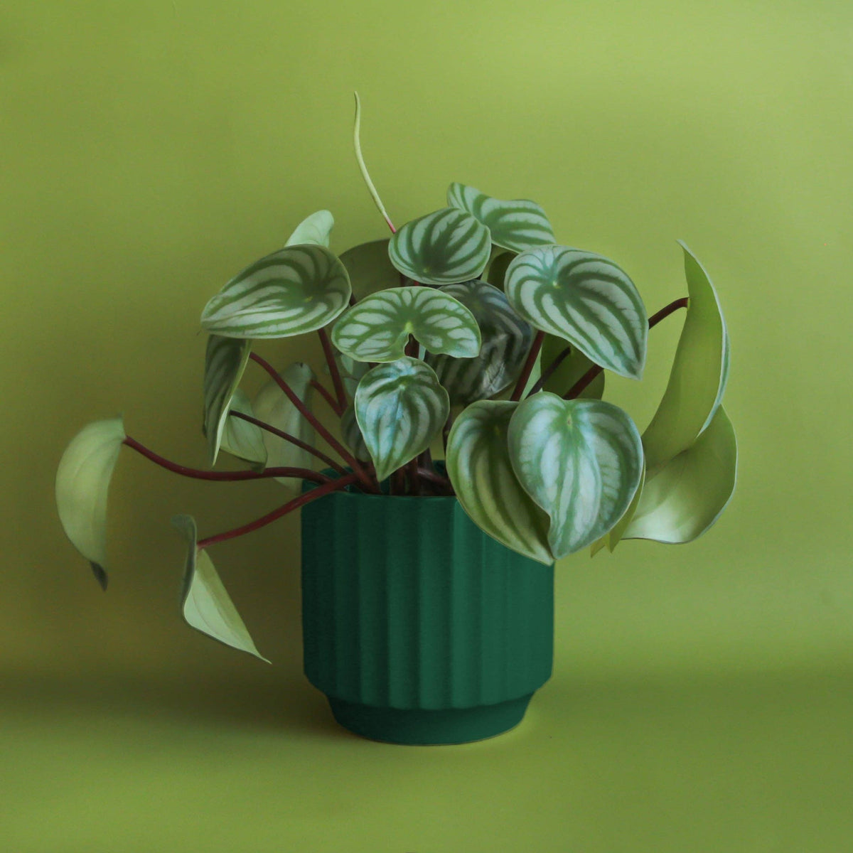 Designer's Choice Plant