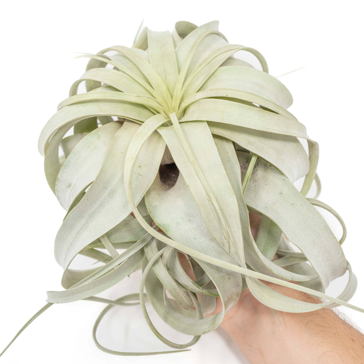 Large Tillandsia Xerographica-thumbmail-1