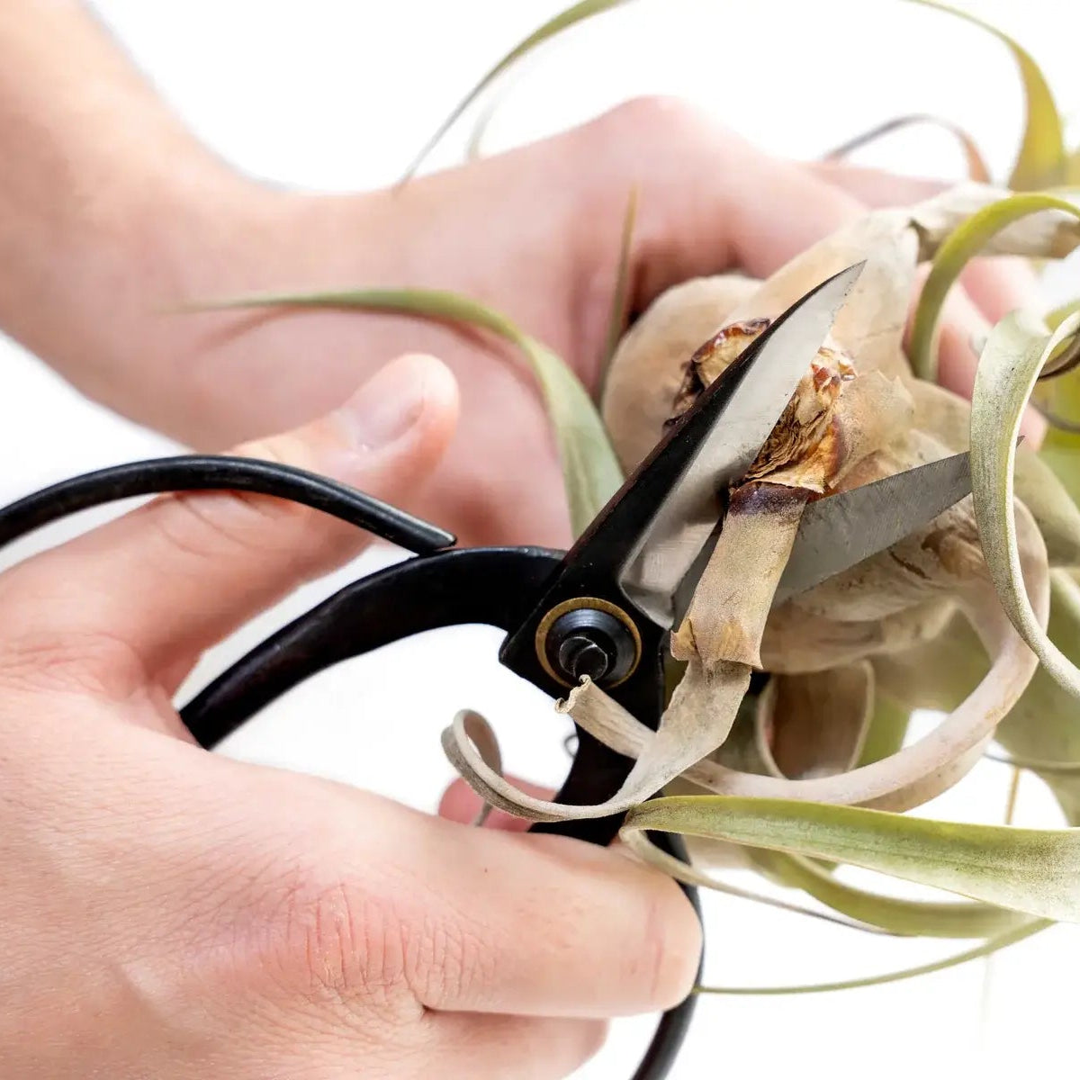 Bonsai-Style Floral Snips-thumbmail-1