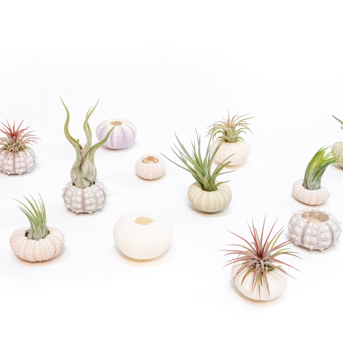Urchin Shell with Air Plant
